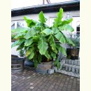 1/2 Fassabschnitt von einem 225L Barrique Weinfass