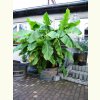 1/2 Fassabschnitt von einem 225L Barrique Weinfass
