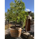 Blumenkübel als 3/4 Fassabschnitt von einem 225L Barrique Weinfass
