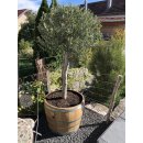 Blumenkübel als 3/4 Fassabschnitt von einem 225L Barrique Weinfass