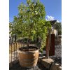 Blumenkübel als 3/4 Fassabschnitt von einem 225L Barrique Weinfass