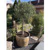 Blumenkübel als 3/4 Fassabschnitt von einem 225L Barrique Weinfass